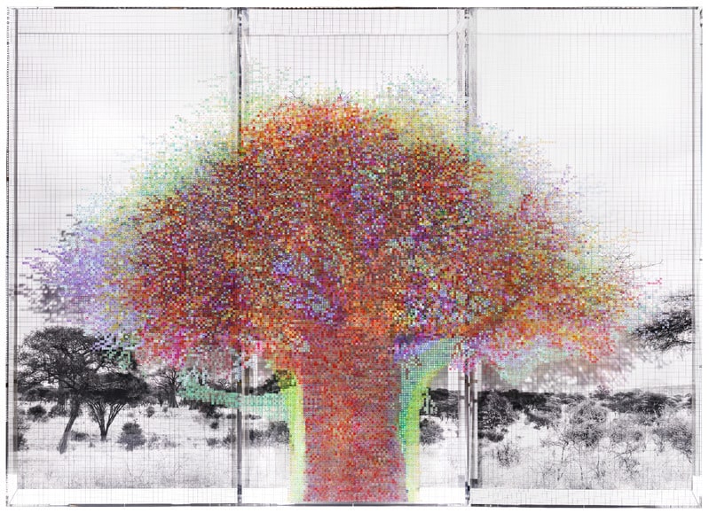 Numbers and Trees: Tanzania Series 1, Baobab, Tree #9, Iramba