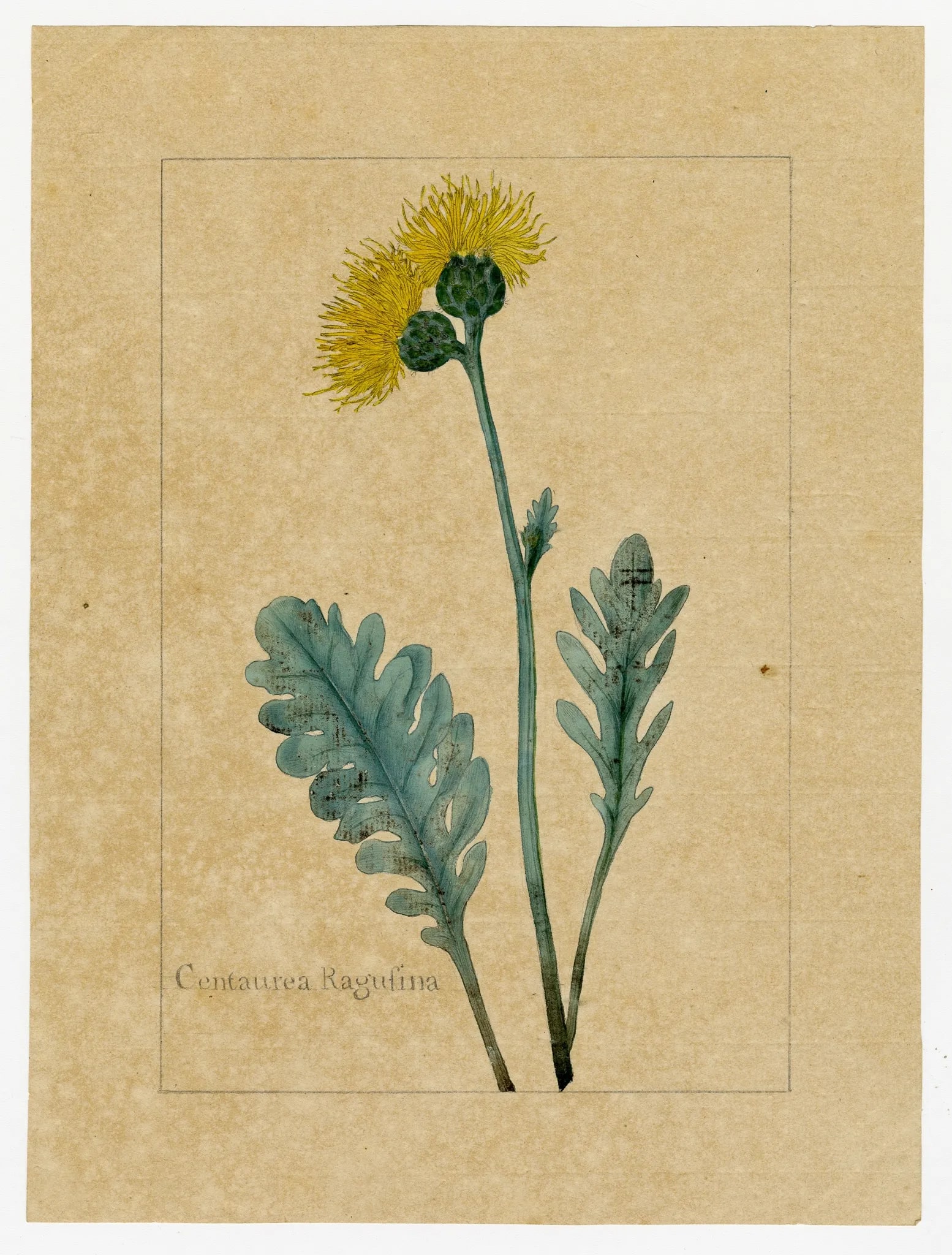Botanical illustration by James Sowerby