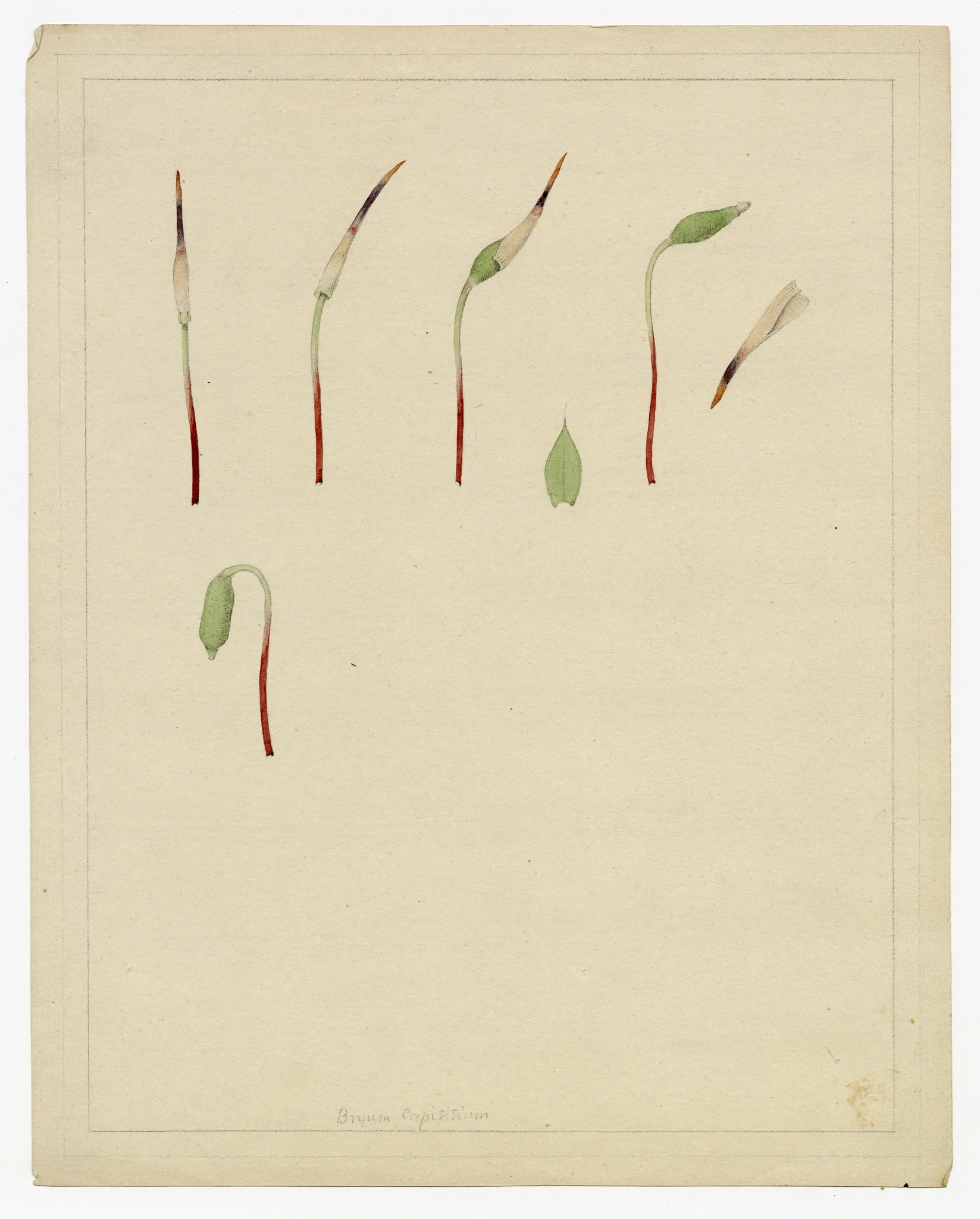 Botanical illustration by James Sowerby