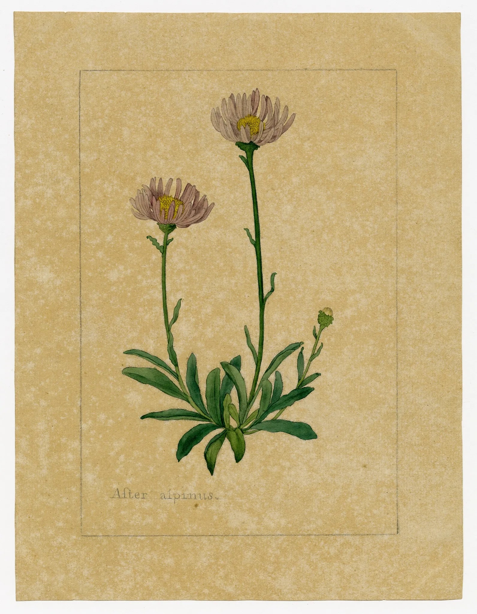 Botanical illustration by James Sowerby