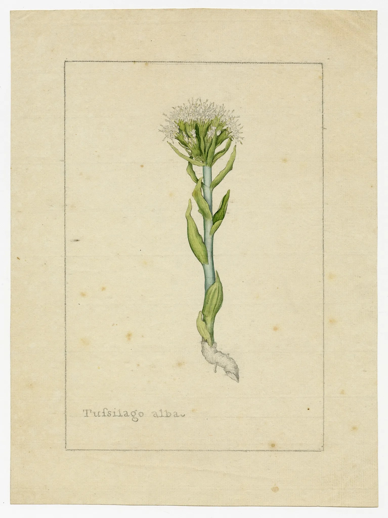 Botanical illustration by James Sowerby