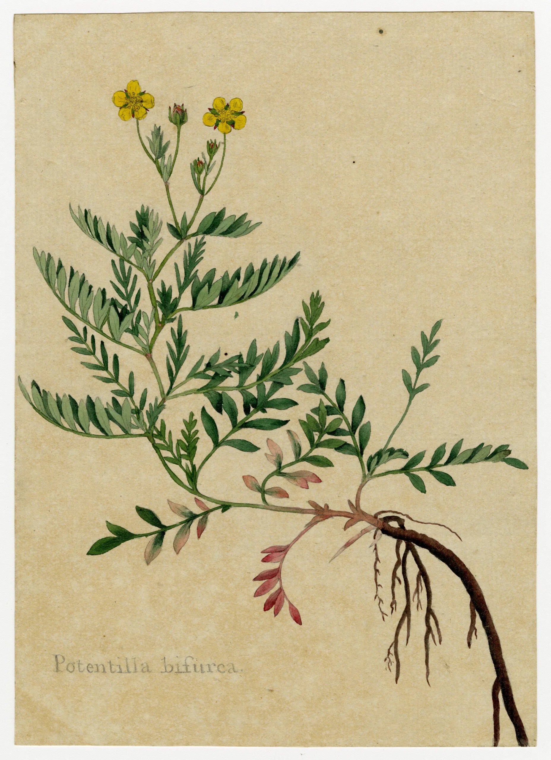 Botanical illustration by James Sowerby