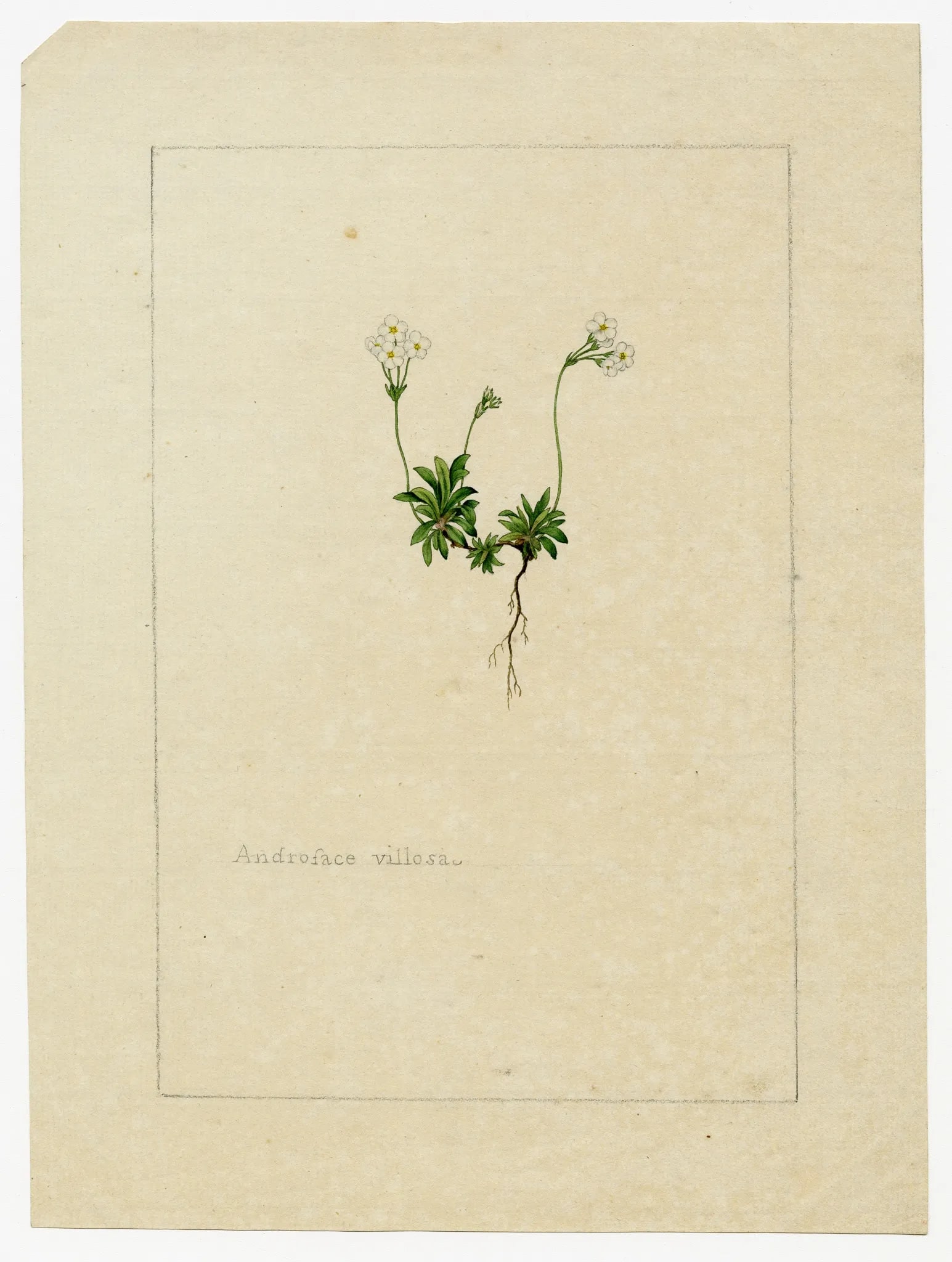 Botanical illustration by James Sowerby