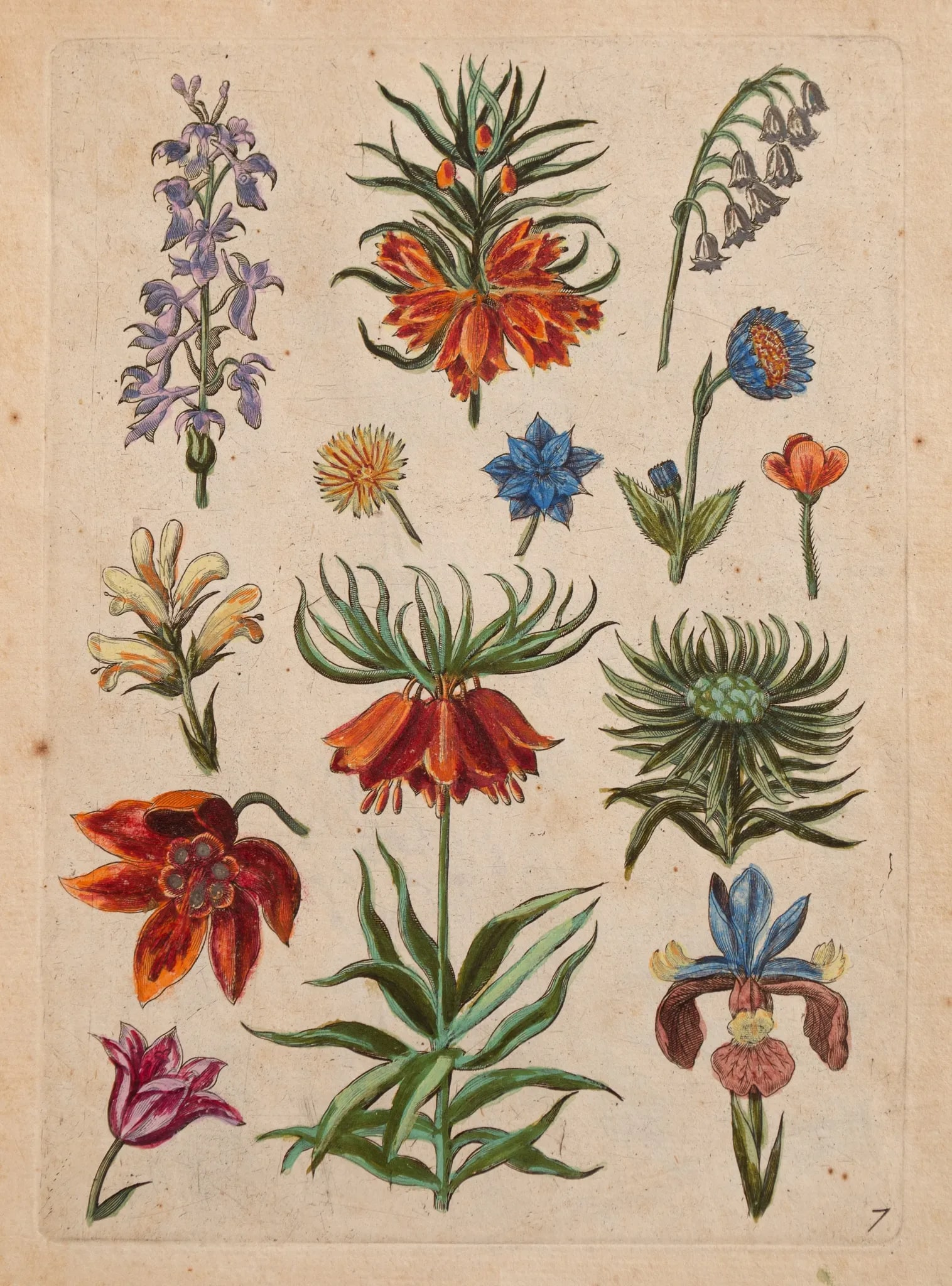 The First ‘Florilegium' by Adriaen Collaert, 1593