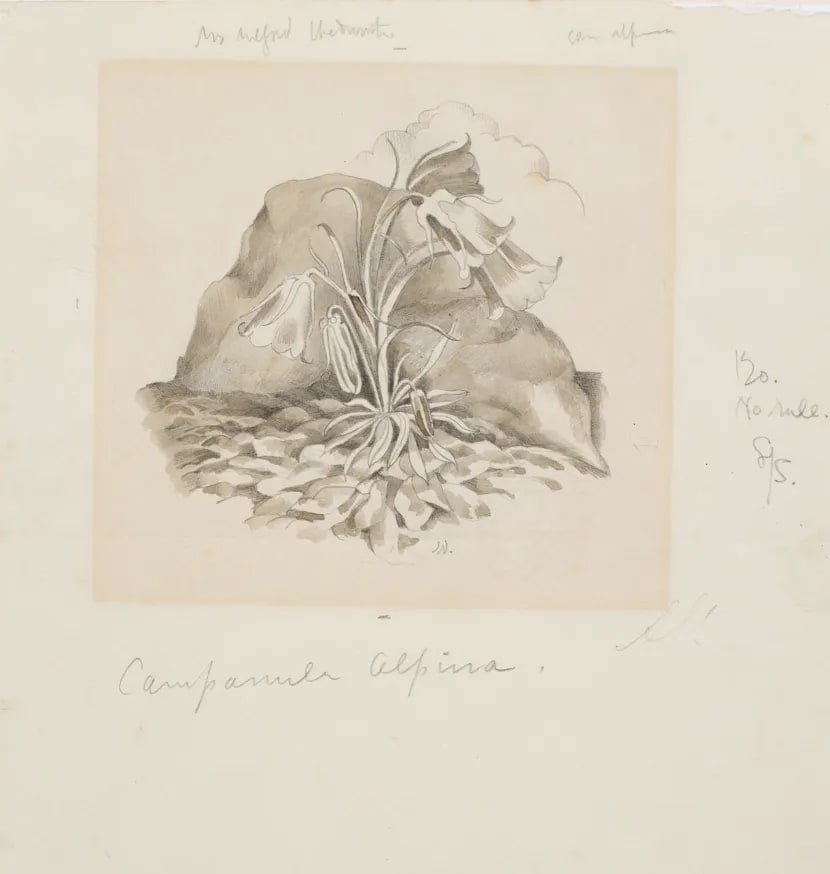 Harebell Drawing by John Nash