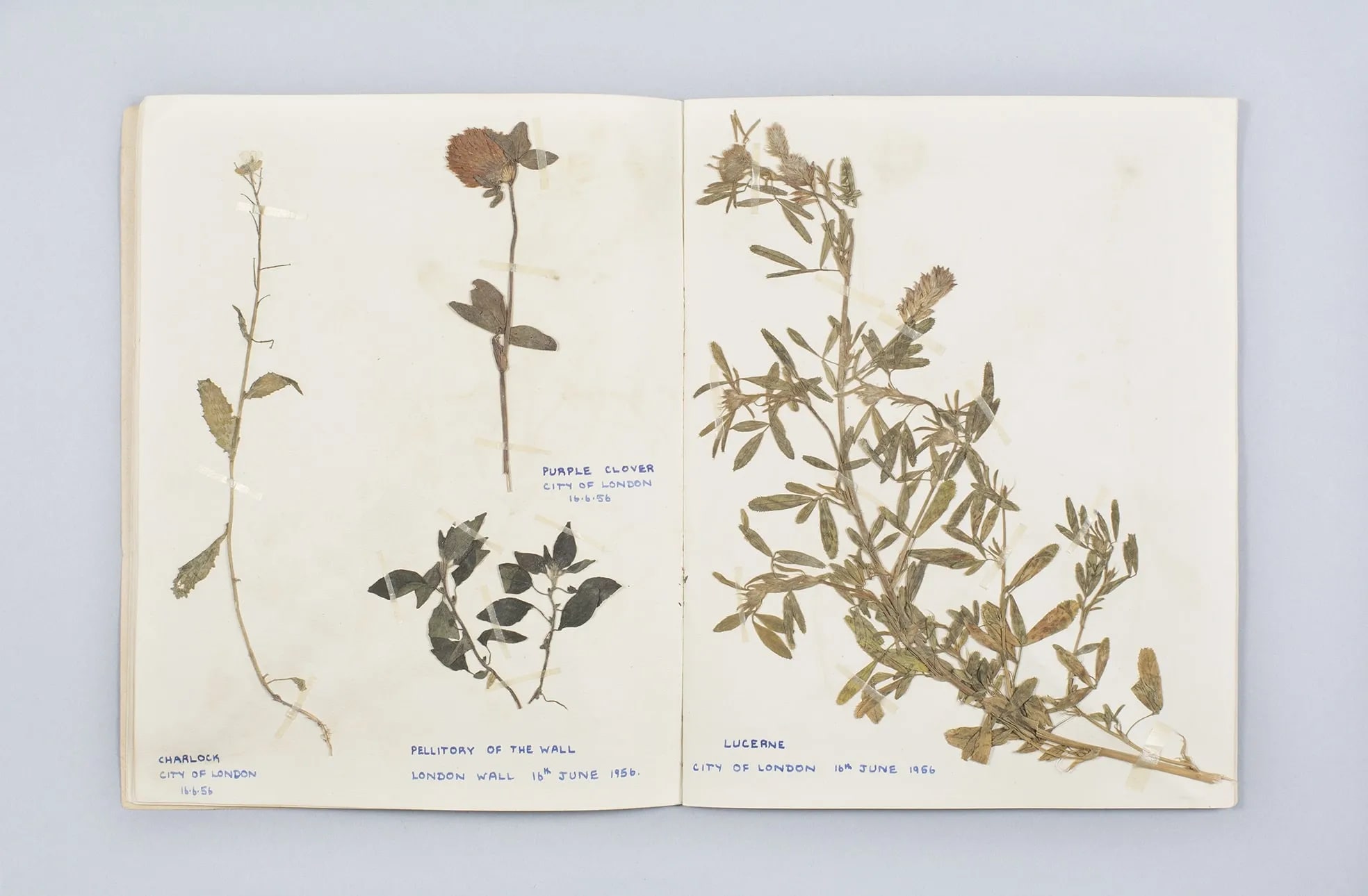 Scrapbook of pressed flowers