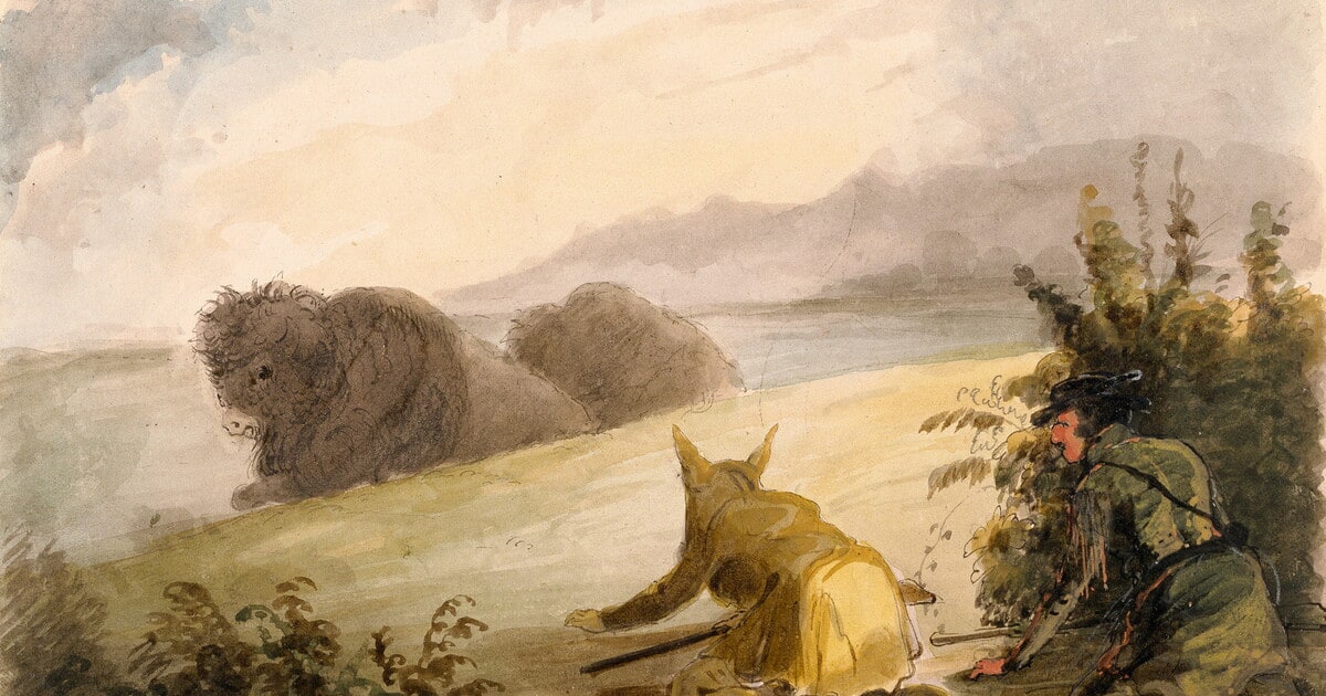 Approaching Buffalo Under the Disguise of a Wolf