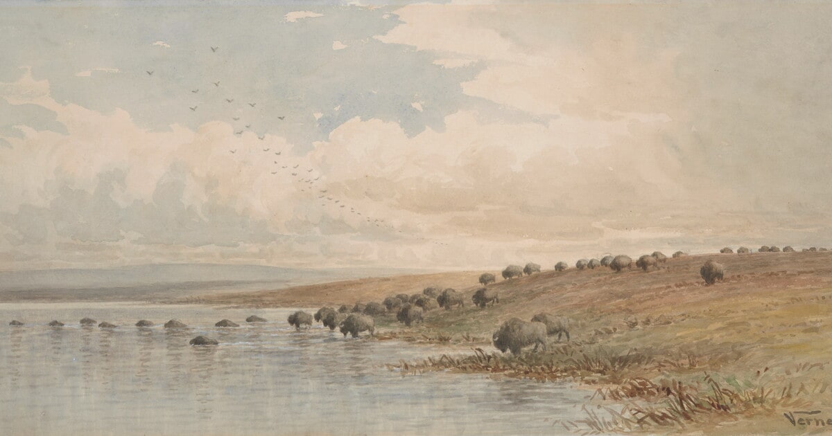 Herd of Buffalo Crossing the Upper Assiniboine River