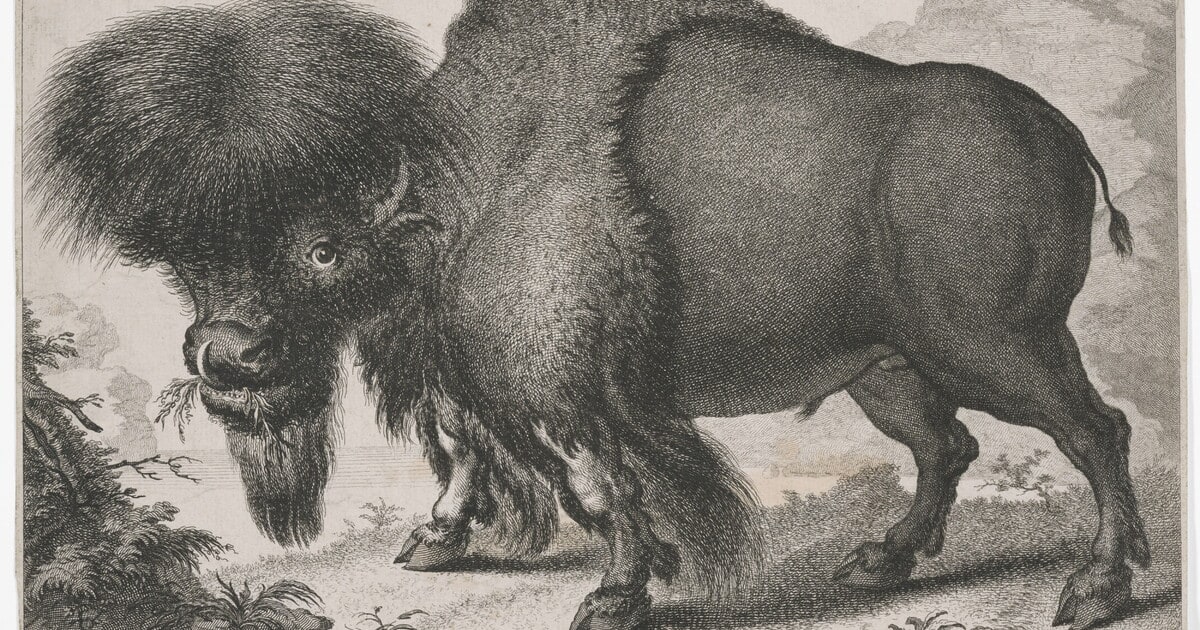 Americanischer Aur-Ochs. Bos Bison