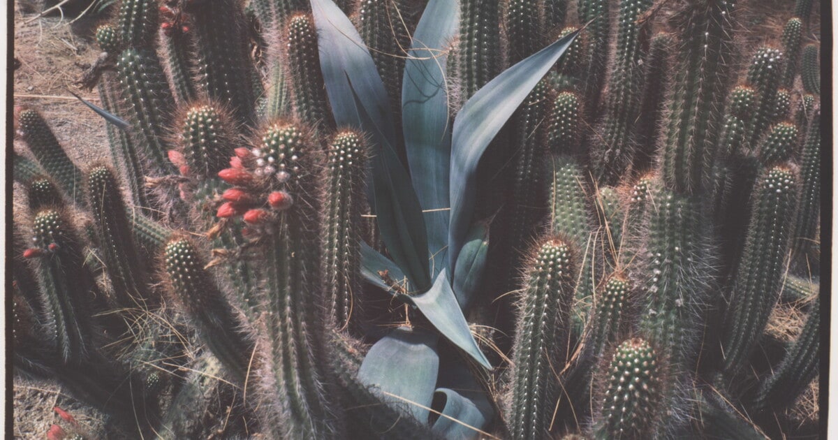 Cholla in Cacti