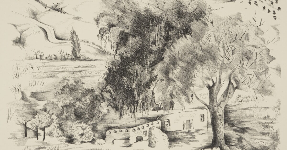 Cienega Willow