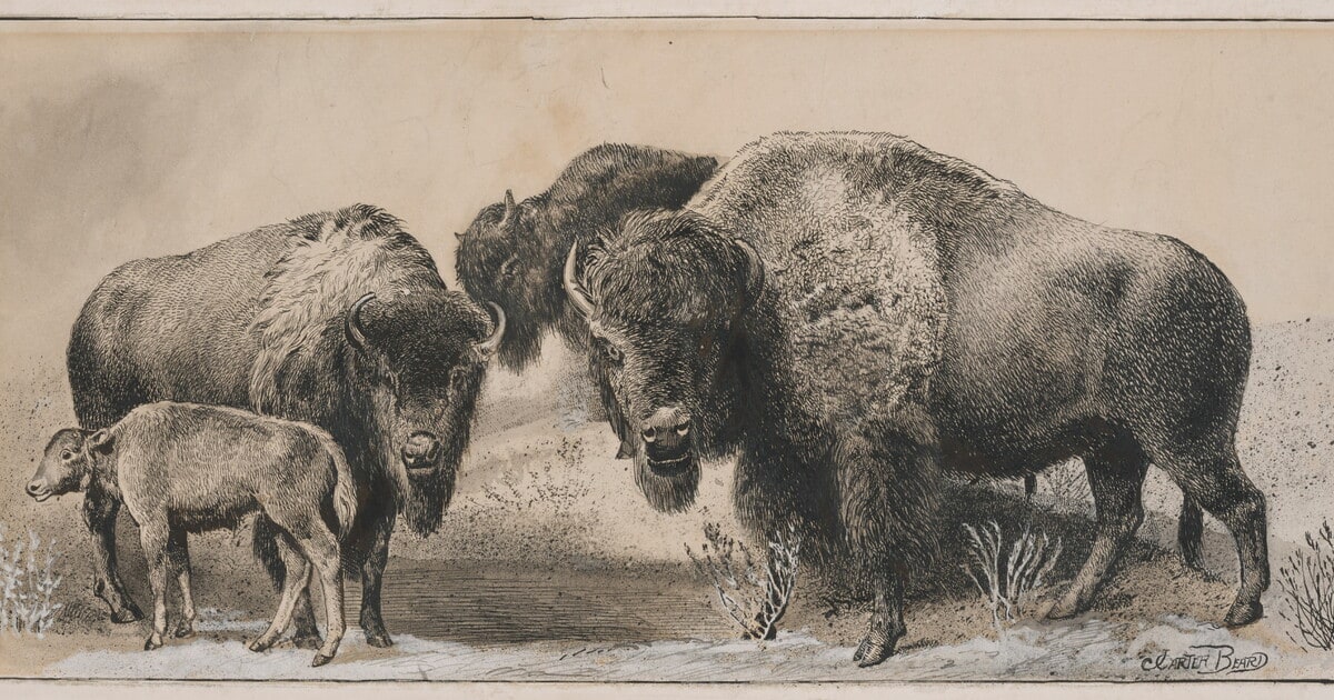 Three Buffaloes with a Calf