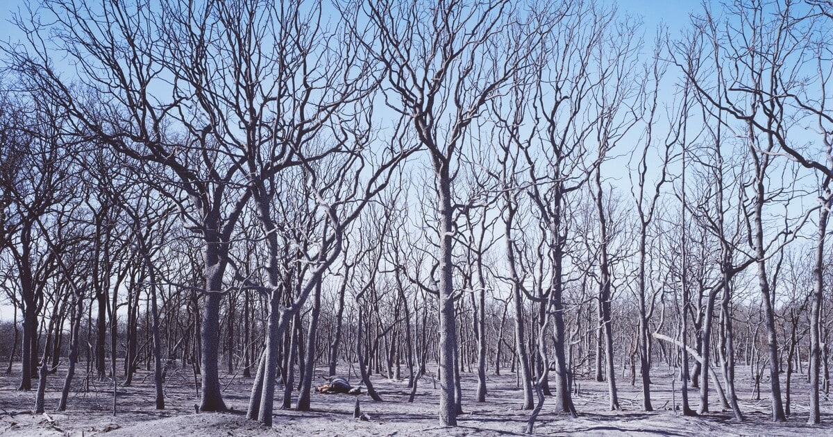 Dead Horses, grassfire near Carbon, Texas, 2006