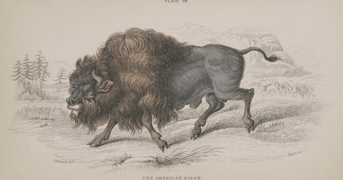 The American Bison.