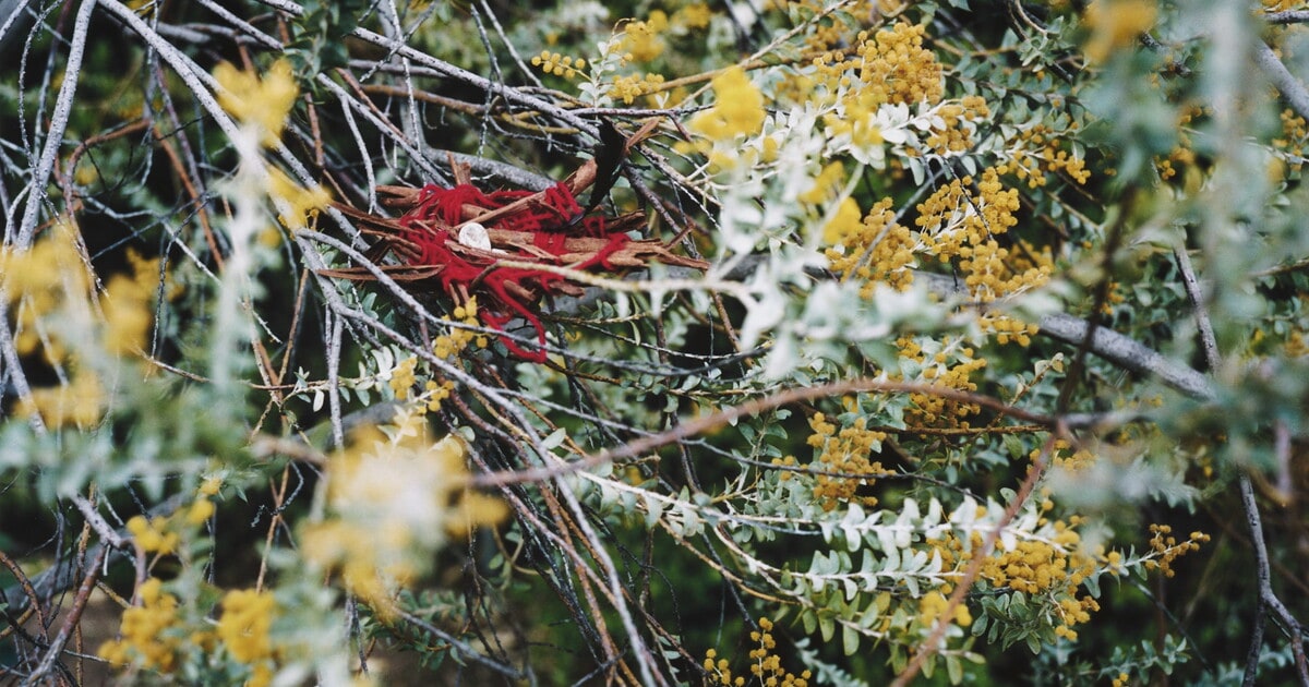 Nest of Apparitions - Mopii'ar Kiiy Akaawkoc