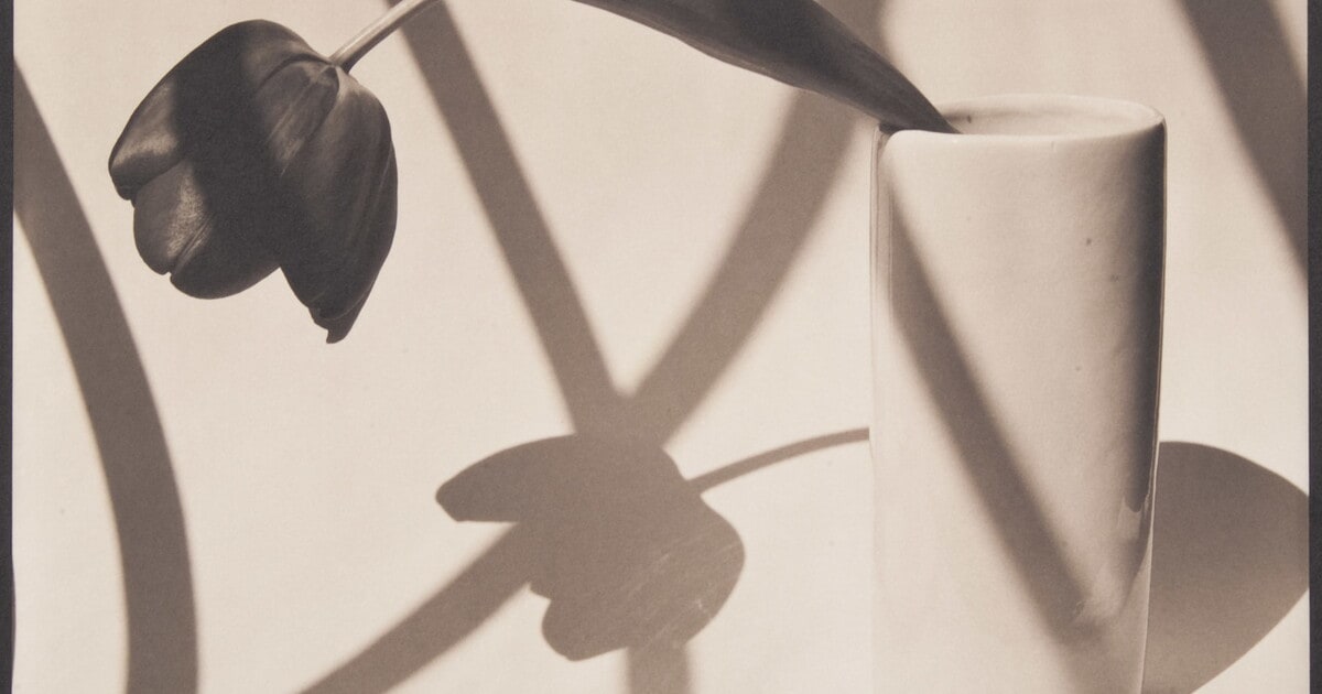 Single Bent Tulip