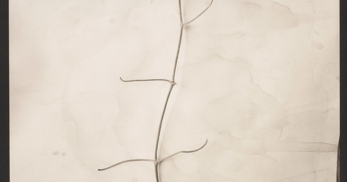 Dried Clematis Blossom