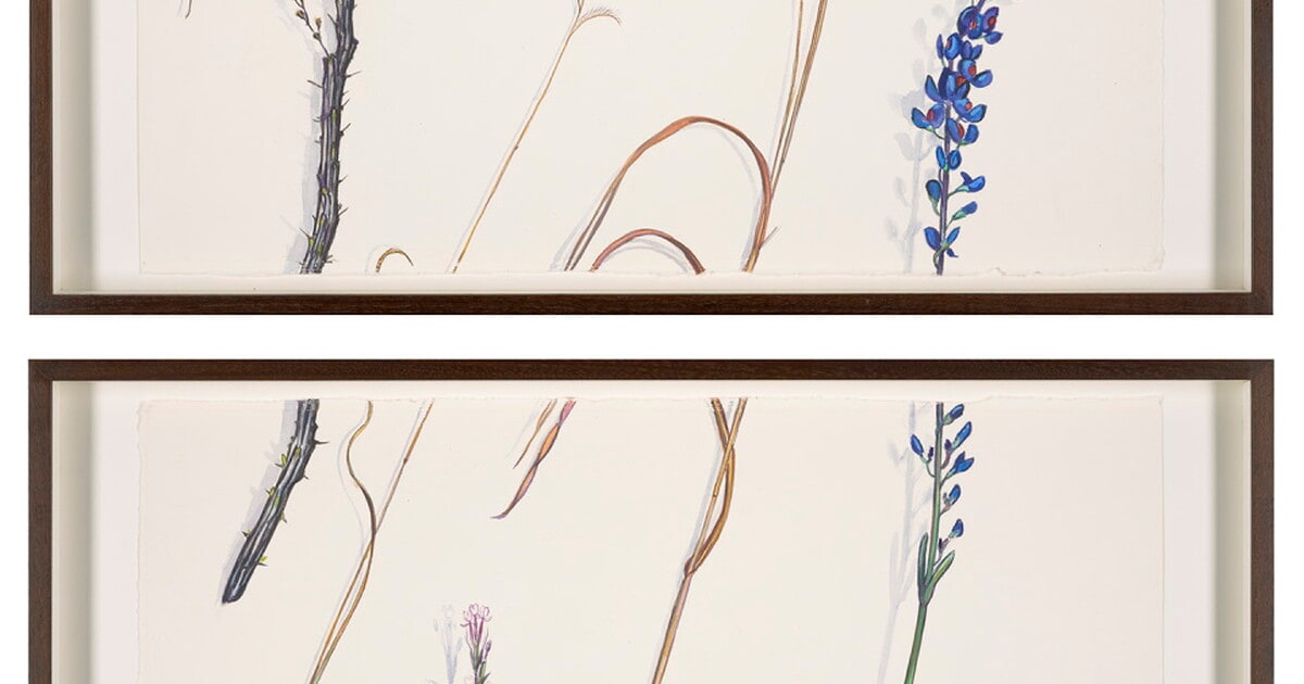 Big Bend Bluebonnet and Ocotillo, Trans-Pecos, Marfa, West Texas (Specific Objects No. 1), March