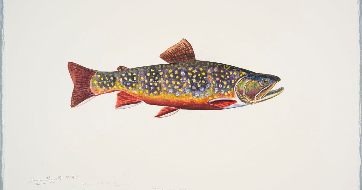 Brook Trout