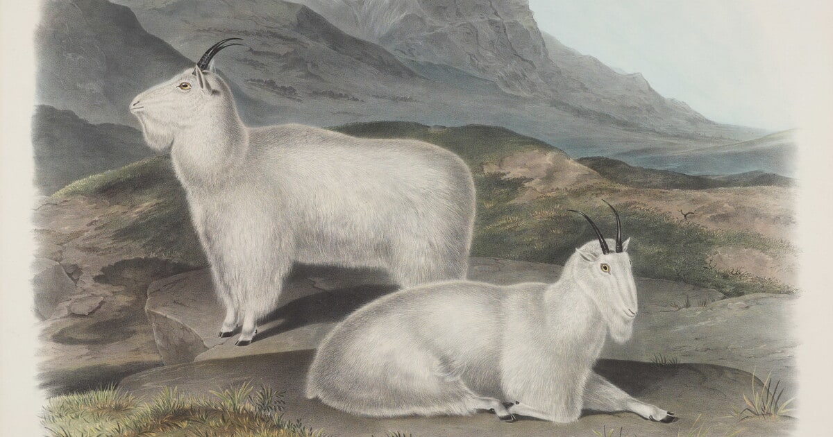 Capra americana, Blainville. Rocky Mountain Goat. Male & Female
