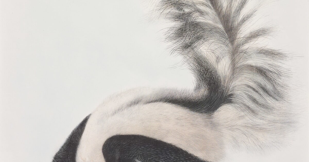 Mephitis macroura, Licht, Large Tailed Skunk. Male. Natural Size.