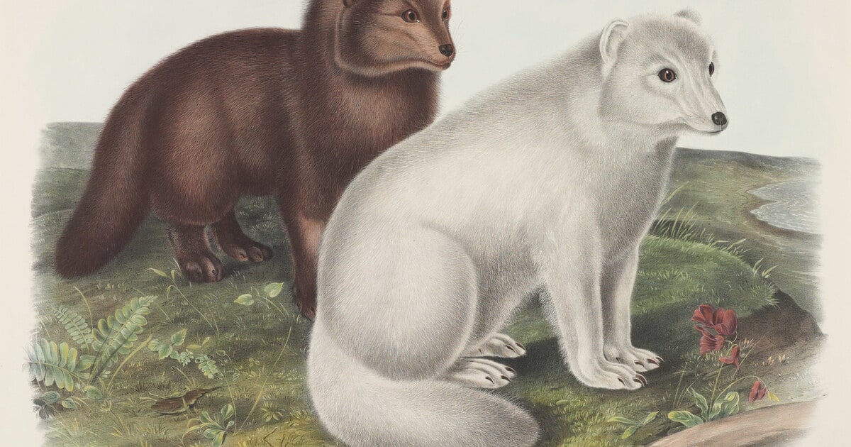 Vulpes lagopus, Linn. Arctic Fox, Winter & Summer Pelage.