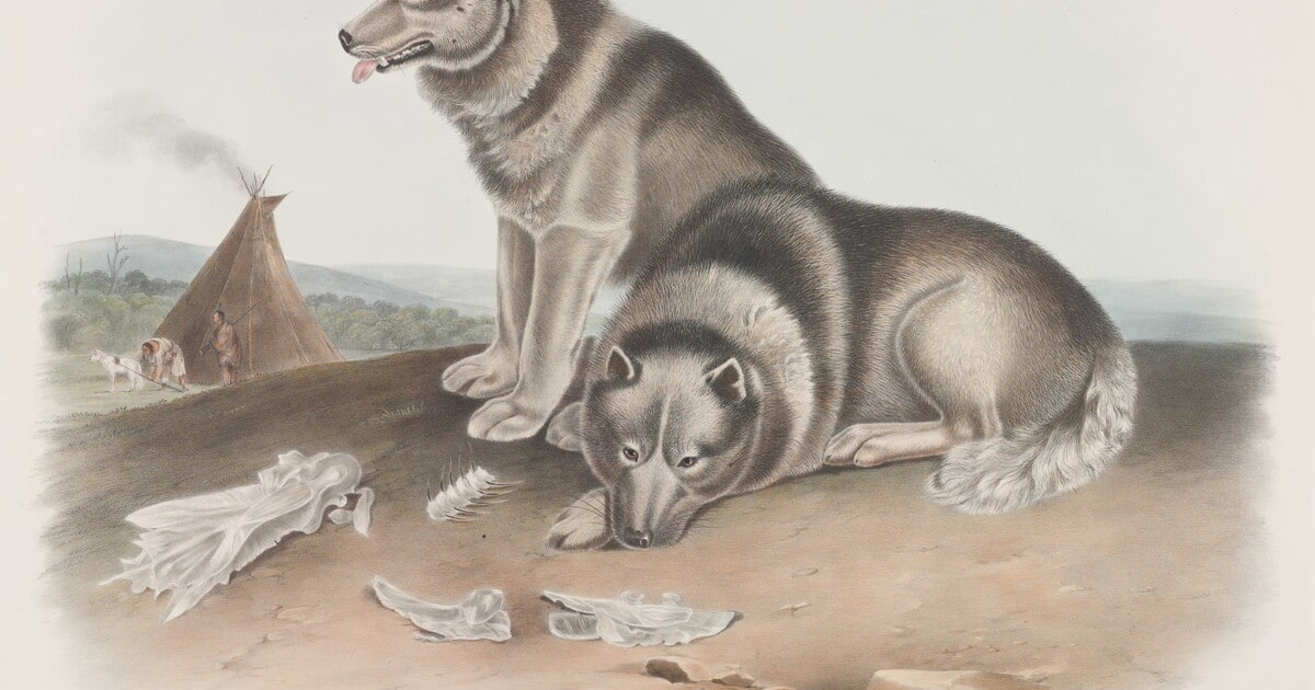 Canis Familiaris, Linn. Var. borealis, Desm. Esquimaux Dog.