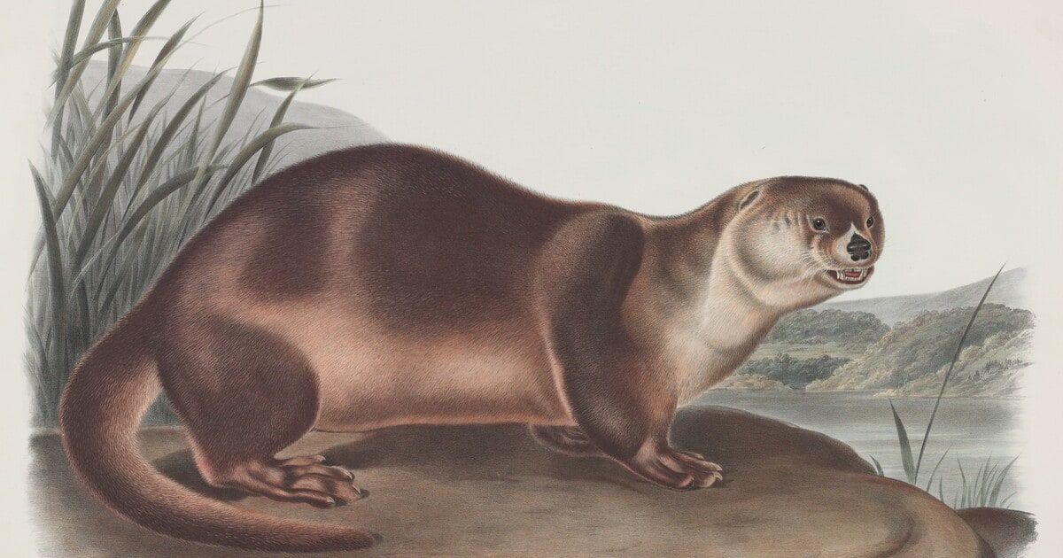 Lutra canadensis, Sabine, Var. Lataxina mollis, Gray. Canada Otter -- Male.