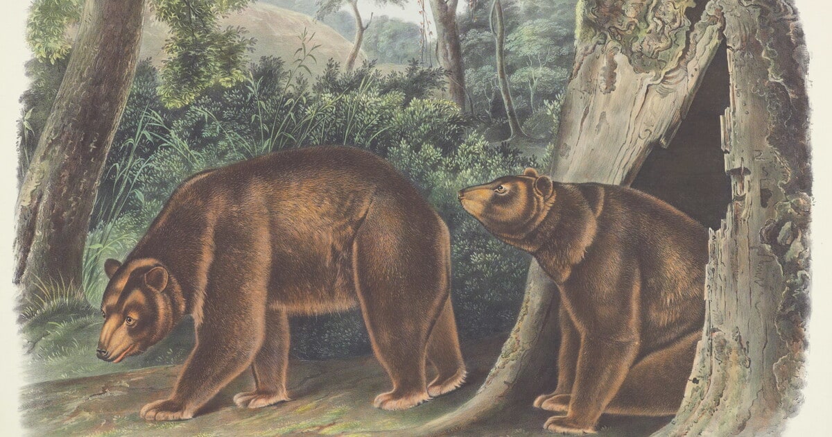 Ursus americanus, Pallas. Var. cinnamonum, Aud & Bach. Cinnamon Bear. Male & Female.