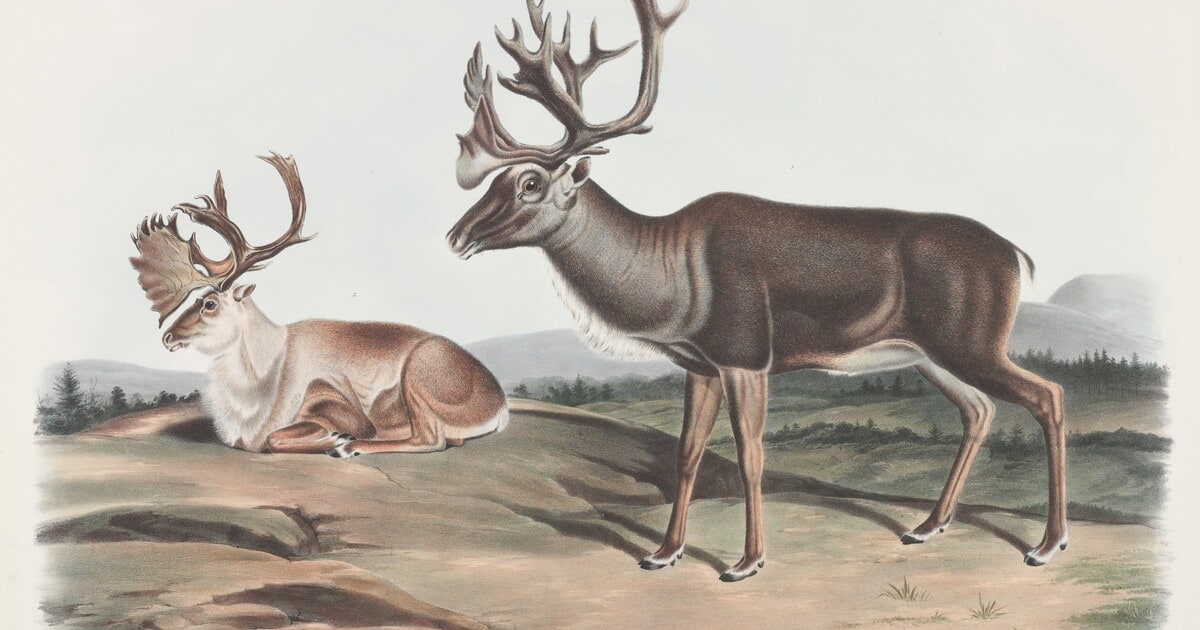 Tarandus furcifer, Agassiz. Caribou or American Rein-Deer. Males. 1. Summer pelage. 2. Winter pelage.