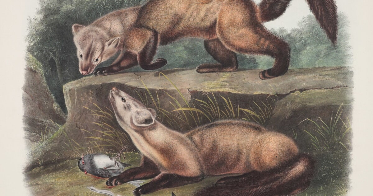 Mustela martes, Linn. Pine Marten. Male & Female. Winter Pelage. Natural Size