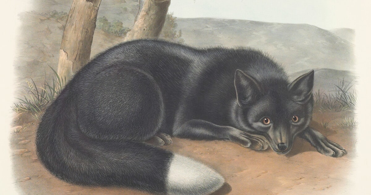 Vulpes fulvus, Desm. Var. argentatus, Rich. American Black or Silver Fox.