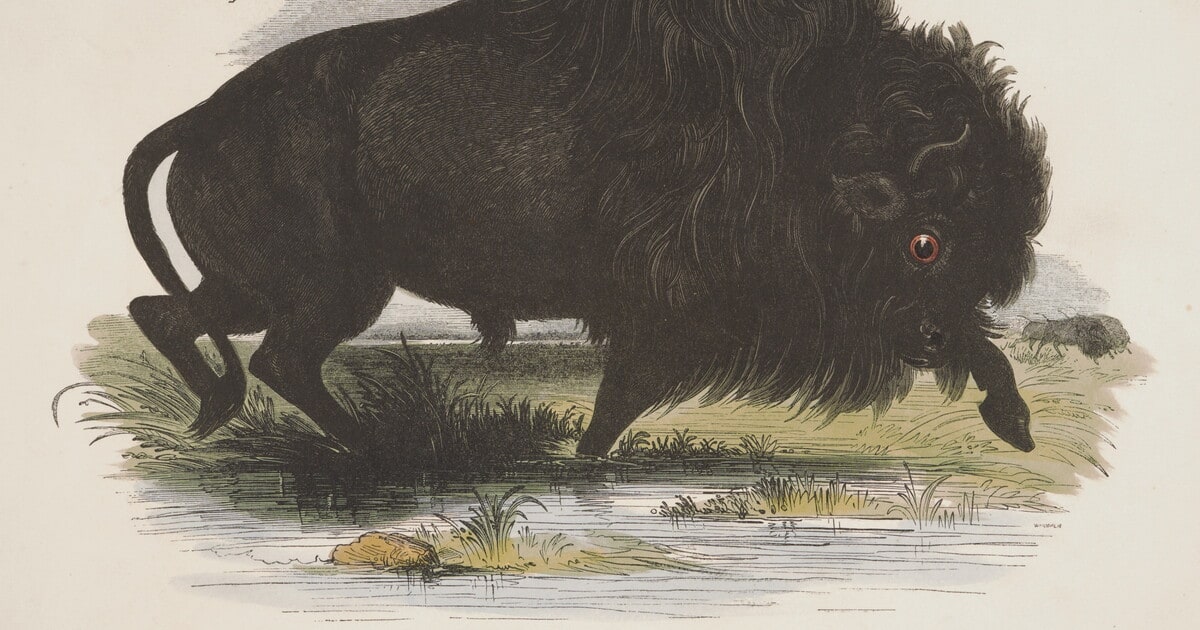 The American Bison.
