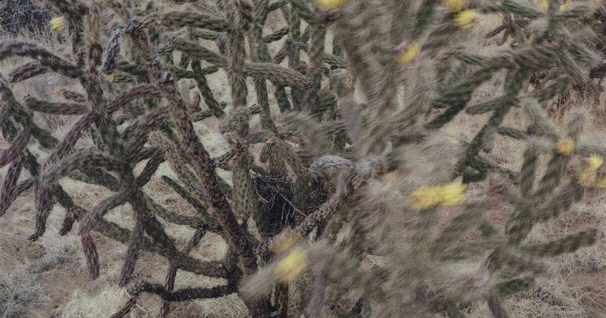 Two Nests Underneath the Powerline