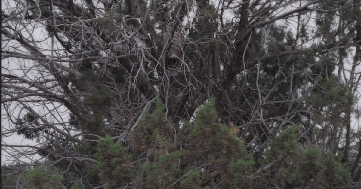 Great Horned Owl; On My Way to the Cholla (Near the House with a Dog)