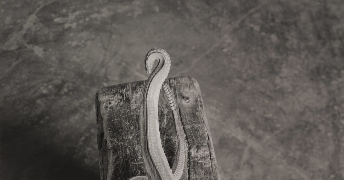 Skinned Snake, Coyamito Sud, Chihuahua