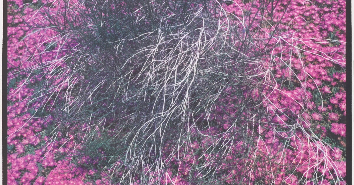 Purple Flowers