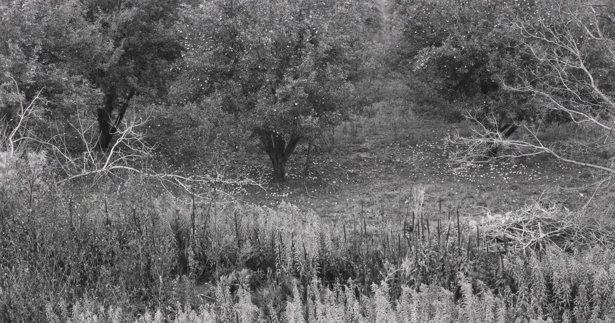 Apple Orchard, New Mexico, 1984