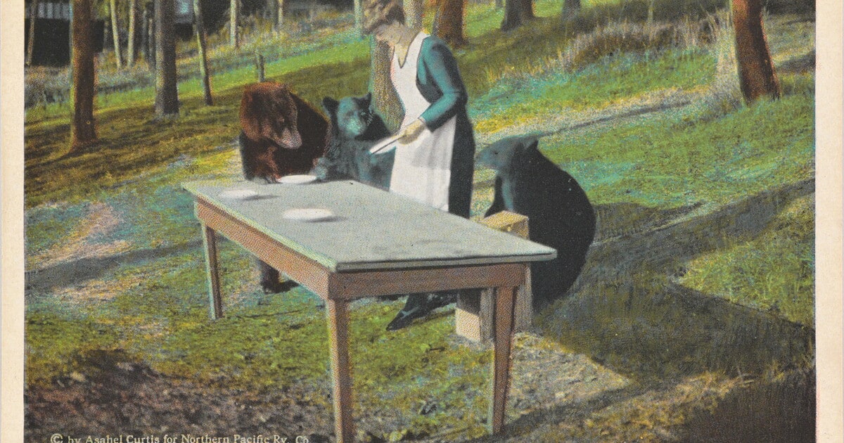 Setting the Table for Bears at Lake Camp, Yellowstone Park