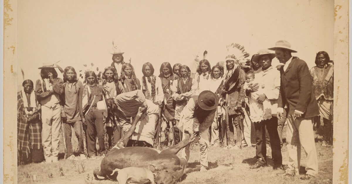 Skinning Out a Steer After Beef Issue
