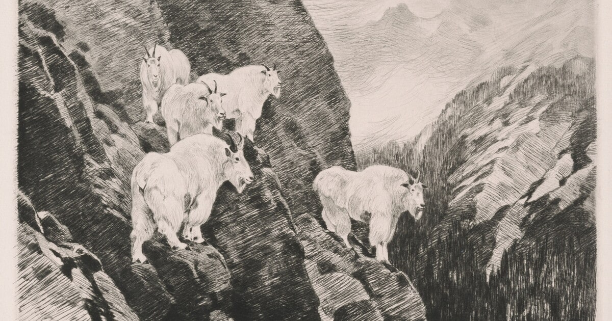 Goats