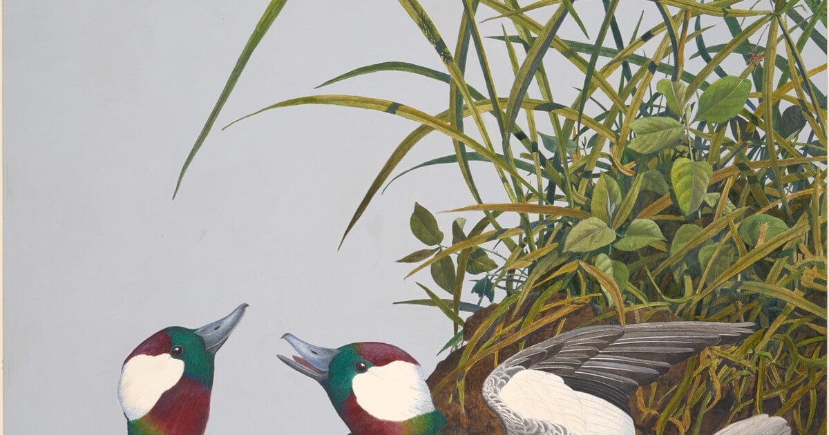 Bufflehead Duck