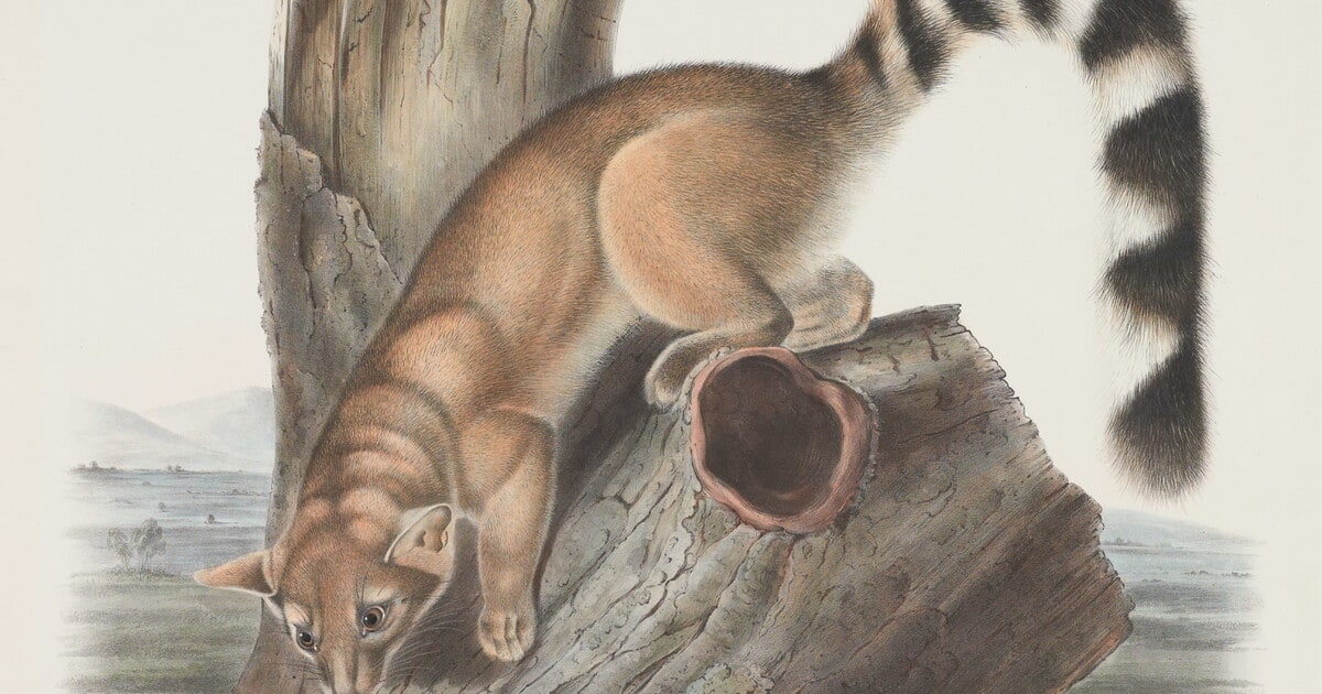 Bassaris astuta, Licht. Ring-Tailed Bassaris. Natural Size. Male.