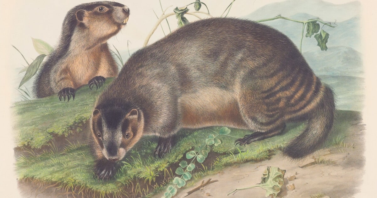 Arctomys pruinosus, Pennant, Hoary Marmot -- The Whistler.