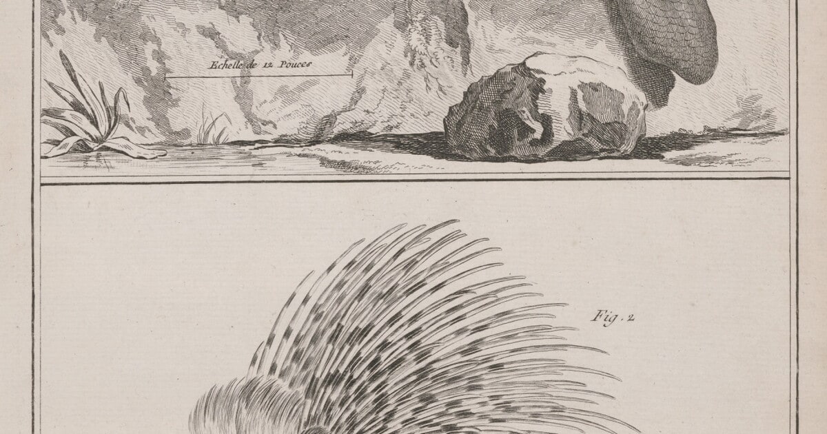 Histoire Naturelle, Fig. 1, Le Castor. Fig. 2, Le Porc-Epic. [Natural History: Fig. 1, The Beaver. Fig. 2, The Porcupine.]