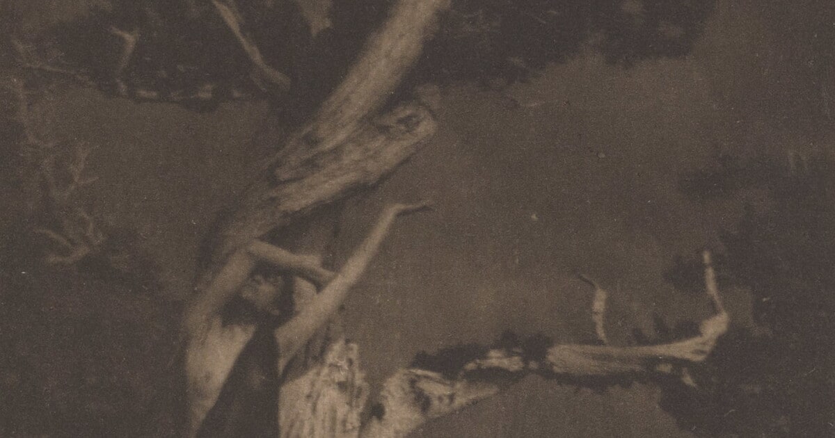 The Dying Cedar