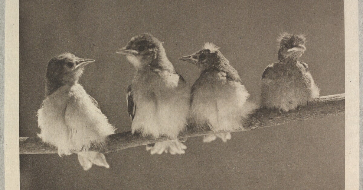 A Study in Natural History