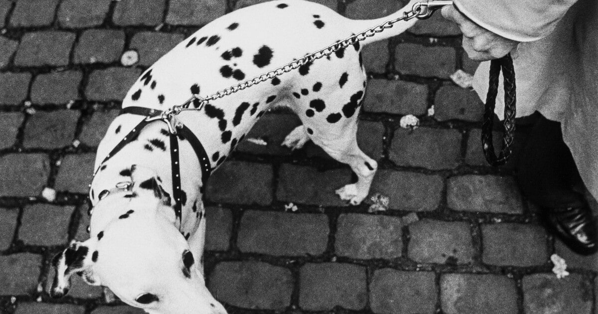 Dalmation, France
