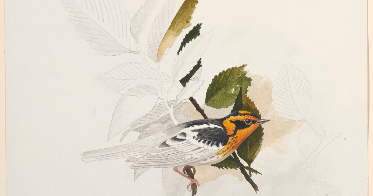 Framed Bird Sketches [Step #5]