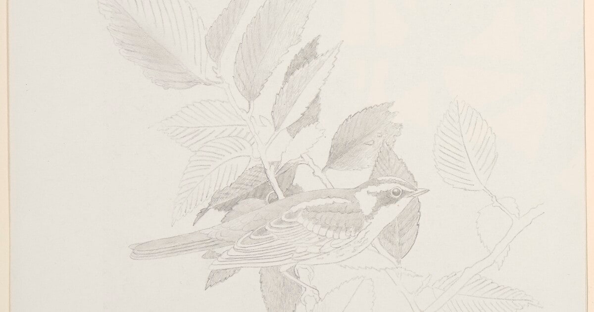 Framed Bird Sketches [Step #4]